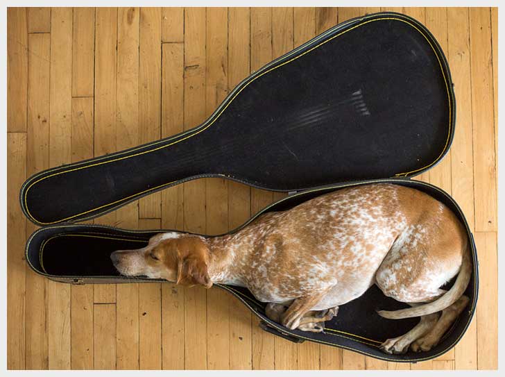 Dog Guitar